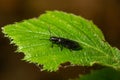 Close up Malachite beetle, Malachius bipustulatus, family soft-winged flower beetles, Melyridae, on a leaf. Dutch garden