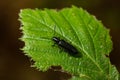 Close up Malachite beetle, Malachius bipustulatus, family soft-winged flower beetles, Melyridae, on a leaf. Dutch garden