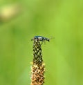 Close up Malachite  beetle ,Malachius bipustulatus, family soft-winged flower beetles ,Melyridae, on a plantago Royalty Free Stock Photo