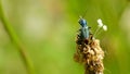 Close up Malachite beetle ,Malachius bipustulatus, family soft-winged flower beetles ,Melyridae, on a plantago Royalty Free Stock Photo