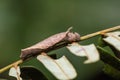 Malayan Lascar Lasippa tiga siaka caterpillar Royalty Free Stock Photo