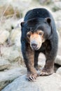 Close up of a Malayan Sun Bear Royalty Free Stock Photo