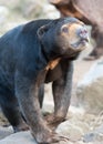 Close up of a Malayan Sun Bear Royalty Free Stock Photo