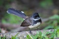 Close up of Malaysian Pied Fantai