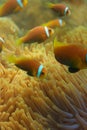 Close-up of Maldivian clownfishes Royalty Free Stock Photo