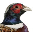Close up of Male American Common Pheasant