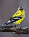 Close up of a male American Goldfinch Spinus tristis molting into breeding plumage during early spring. Royalty Free Stock Photo