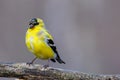 Close up of a male American Goldfinch Spinus tristis molting into breeding plumage during early spring. Royalty Free Stock Photo