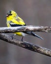 Close up of a male American Goldfinch Spinus tristis molting into breeding plumage during early spring. Royalty Free Stock Photo