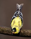 Close up of a male American Goldfinch Spinus tristis molting into breeding plumage during early spring. Royalty Free Stock Photo