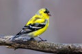 Close up of a male American Goldfinch Spinus tristis molting into breeding plumage during early spring. Royalty Free Stock Photo