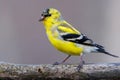 Close up of a male American Goldfinch Spinus tristis molting into breeding plumage during early spring. Royalty Free Stock Photo