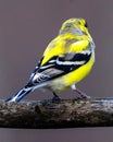 Close up of a male American Goldfinch Spinus tristis molting into breeding plumage during early spring. Royalty Free Stock Photo