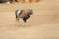 Argali sheep Royalty Free Stock Photo