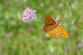 A close up of male of Argynnis paphia (silver-washed fritillary butterfly) on a pale purple flower of field scabious, Royalty Free Stock Photo