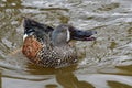 Australasian shoveler spatula rhynchotis