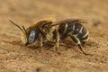 Close up of a male and beautiful blue-eyed Spined Mason Bee, Osmia spinulosa