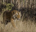 A close up of a Male Bengal Tiger walking through tall grass Royalty Free Stock Photo