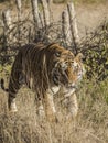 A close up of a Male Bengal Tiger walking through tall grass Royalty Free Stock Photo