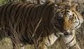 A close up of a Male Bengal Tiger walking through tall grass Royalty Free Stock Photo