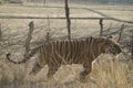 A close up of a Male Bengal Tiger walking through tall grass Royalty Free Stock Photo