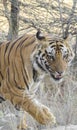 A close up of a Male Bengal Tiger walking through tall grass Royalty Free Stock Photo