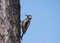 Close up male bird The great spotted woodpecker, Dendrocopos major perched on the larch tree trunk. Blue sky background Royalty Free Stock Photo