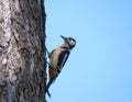 Close up male bird The great spotted woodpecker, Dendrocopos major perched on the larch tree trunk. Blue sky background Royalty Free Stock Photo