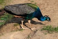 Male blue indian peafowl Royalty Free Stock Photo