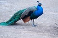 Blue Peafowl