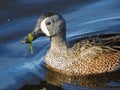 Close-up of Male Blue-winged Teal Royalty Free Stock Photo