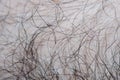 Close-up of male body hair in soft focus with strong magnification under the microscope Royalty Free Stock Photo