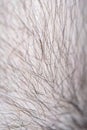 Close-up of male body hair in soft focus with strong magnification Royalty Free Stock Photo