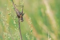Brown cricket Royalty Free Stock Photo