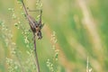 Brown cricket