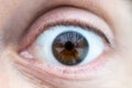 Close-up on male brown wide open eye Royalty Free Stock Photo