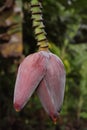 A close up of a male bud of a banana plant. Royalty Free Stock Photo