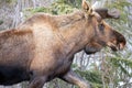 Close up of male bull moose in Denali National Park in Alaska USA Royalty Free Stock Photo