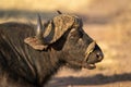 Close-up of male Cape buffalo with oxpecker