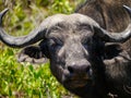 Close-up of male Cape buffulo Syncerus caffer looking interested into the camera in Kruger Nationalpark Royalty Free Stock Photo