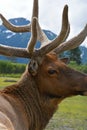 caribou in Alaska Wildlife Conservation Center, Alaska Royalty Free Stock Photo