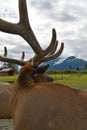 caribous in Alaska Wildlife Conservation Center, Alaska Royalty Free Stock Photo