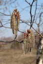 A close up of male catkins of common aspen (Populus tremula) in the forest on a sunny april day. The flowers of aspen
