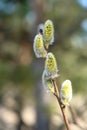 A close up of male catkins of goat willow (Salix caprea). Flowering branch of pussy willow in the spring forest on a Royalty Free Stock Photo