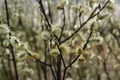 A close up of male catkins of goat willow (Salix caprea). Flowering branch of pussy willow in the forest on a sunny Royalty Free Stock Photo