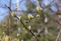 A close up of male catkins of goat willow (Salix caprea). A flowering branches of pussy willow in the spring forest Royalty Free Stock Photo