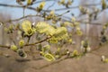 A close up of male catkins of Salix caprea (goat willow or great sallow). Flowering branch of pussy willow in the spring Royalty Free Stock Photo