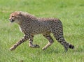 Close up of a male Cheetah prowling