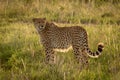 Close-up of male cheetah standing in grassland Royalty Free Stock Photo