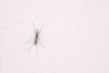 male mosquito Royalty Free Stock Photo